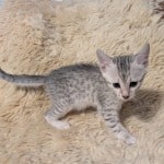 Silver-Male-Mau-a