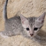 Silver-Male-Mau-b