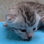 Silver-Male-Mau-kitten-a