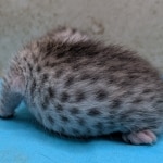 Silver-Male-Mau-kitten-b