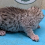 Silver-Male-Mau-kitten-c