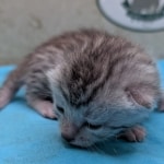 Silver-Male-Mau-kitten-d