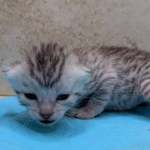 Silver-Male-Mau-kitten