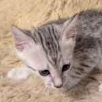 Silver-Male-Mau