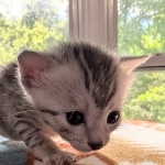 Silver-Mau-Kitten-a