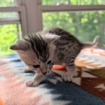 Silver-Mau-Kitten-b