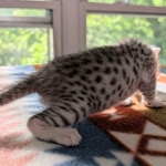 Silver-mau-kitten