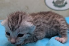 Mau Silver Male kitten #2 DOB 6/3/26
