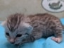Mau Silver Male kitten #2 DOB 6/3/26