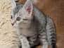 Mau Silver Male kitten #2 DOB 6/3/26