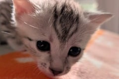 Mau Silver Male kitten #2 DOB 6/3/26