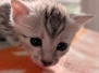 Mau Silver Male kitten #2 DOB 6/3/26