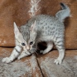 Silver-Male-Mau-a