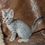 Silver-Male-Mau-b