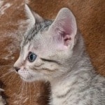 Silver-Male-Mau-c