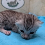 Silver-Male-Mau-kitten-a