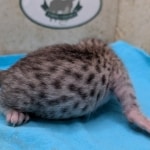 Silver-Male-Mau-kitten-b