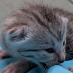 Silver-Male-Mau-kitten-c