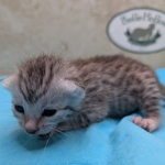 Silver-Male-Mau-kitten-d