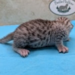 Silver-Male-Mau-kitten-e