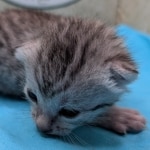 Silver-Male-Mau-kitten