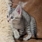 Silver-Male-Mau