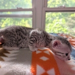 Silver-Mau-Kitten-a