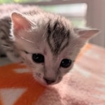Silver-Mau-Kitten-b