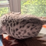 Silver-Mau-Kitten-c