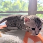 Silver-Mau-Kitten-d