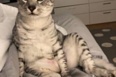 Binx, Mau, Silver, Male, Light, DOB 10-4-18