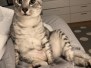 Binx, Mau, Silver, Male, Light, DOB 10-4-18