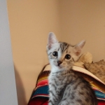 Binx, Silver, Mau, Male DOB 10-4-18