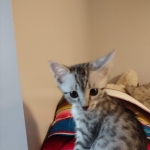 Binx, Silver, Mau, Male DOB 10-4-18