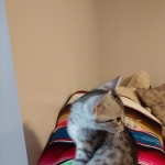 Binx, Silver, Mau, Male DOB 10-4-18