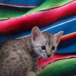 Mau, Silver, Male, DOB 10-4-18