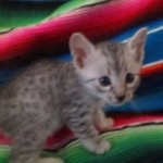 Mau, Silver, Male, DOB 10-4-18