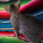 Mau, Silver, Male, DOB 10-4-18