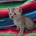 Mau, Silver, Male, DOB 10-4-18
