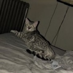 Binx, Mau, Silver, Male, DOB 10-4-18