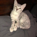 Binx, Mau, Silver, Male, DOB 10-4-18