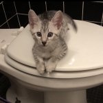 Binx, Mau, Silver, Male, DOB 10-4-18