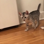 Binx, Mau, Silver, Male, DOB 10-4-18