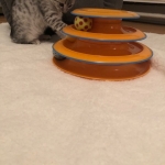 Binx, Mau, Silver, Male, DOB 10-4-18