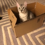 Binx, Mau, Silver, Male, DOB 10-4-18