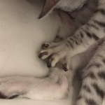 Binx, Mau, Silver, Male, DOB 10-4-18