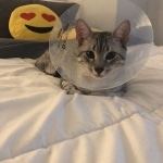 Binx, Mau, Silver, Male, DOB 10-4-18