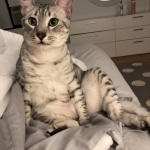 Binx, Mau, Silver, Male, DOB 10-4-18