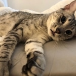 Binx, Mau, Silver, Male, DOB 10-4-18