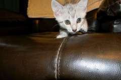 Osiris Mau Light Silver male DOB 8-7-14